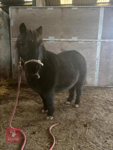 6YO SHETLAND GELDING