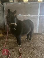 6YO SHETLAND GELDING