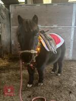 6YO SHETLAND GELDING - 2