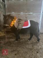 6YO SHETLAND GELDING - 3