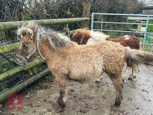 6MO SHETLAND X DHP FILLY
