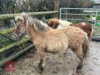 6MO SHETLAND X DHP FILLY - 2