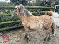 6MO SHETLAND X DHP FILLY - 3