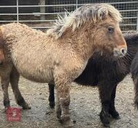 6MO SHETLAND X DHP FILLY - 4