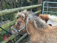 6MO SHETLAND X DHP FILLY - 5