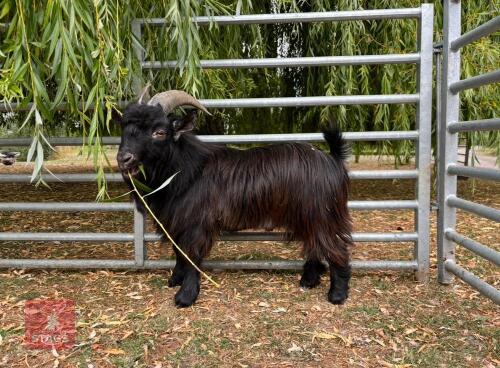 1YO PYGMY BILLY GOAT