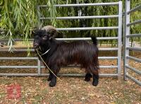 1YO PYGMY BILLY GOAT