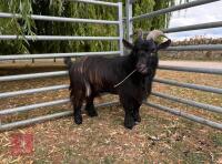 1YO PYGMY BILLY GOAT - 2