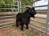 1YO PYGMY BILLY GOAT - 3