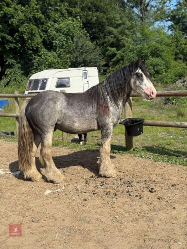 4YO 14HH BLUE BLAGDON STALLION