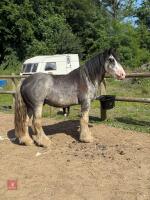 4YO 14HH BLUE BLAGDON STALLION