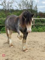 4YO 14HH BLUE BLAGDON STALLION - 2