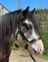 4YO 14HH BLUE BLAGDON STALLION - 3
