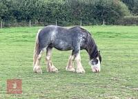 4YO 14HH BLUE BLAGDON STALLION - 4