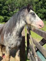 4YO 14HH BLUE BLAGDON STALLION - 5