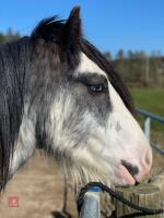 4YO 14HH BLUE BLAGDON STALLION - 6