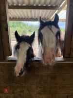 4YO 14HH BLUE BLAGDON STALLION - 7