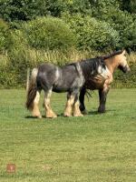 4YO 14HH BLUE BLAGDON STALLION - 8