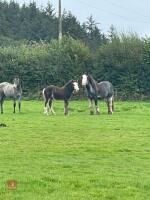 4YO 14HH BLUE BLAGDON STALLION - 9
