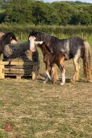 4YO 14HH BLUE BLAGDON STALLION - 10