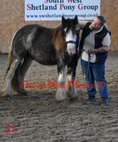 4YO 14HH BLUE BLAGDON STALLION - 11