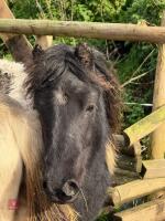 SHETLAND X DHP COLT - 3