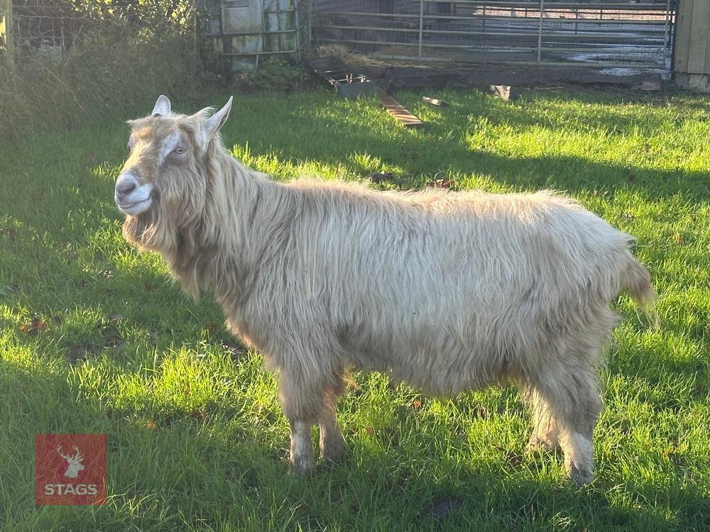 4YO TOGGENBURG BILLY GOAT