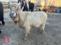 4YO TOGGENBURG BILLY GOAT - 2