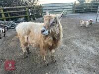 4YO TOGGENBURG BILLY GOAT - 3