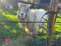4YO TOGGENBURG BILLY GOAT - 4