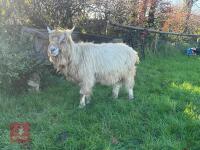 4YO TOGGENBURG BILLY GOAT - 5