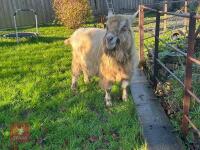 4YO TOGGENBURG BILLY GOAT - 6
