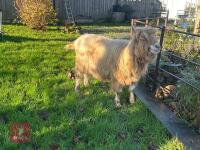 4YO TOGGENBURG BILLY GOAT - 9