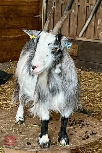 6YO PYGMY NANNY GOAT