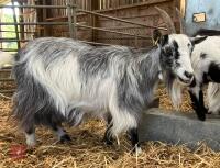 6YO PYGMY NANNY GOAT - 2