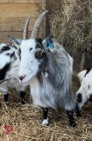 6YO PYGMY NANNY GOAT - 3