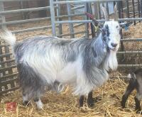 6YO PYGMY NANNY GOAT - 4