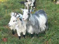 6YO PYGMY NANNY GOAT - 5