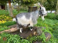 6YO PYGMY NANNY GOAT - 6