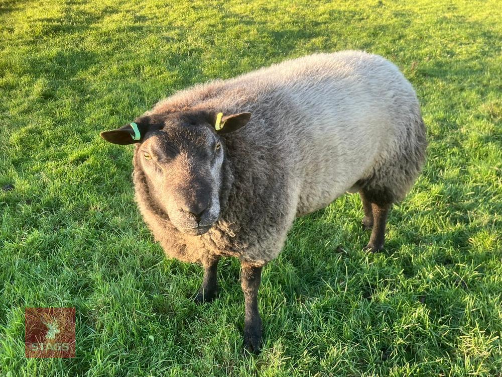 BLUE TEXEL 2T RAM