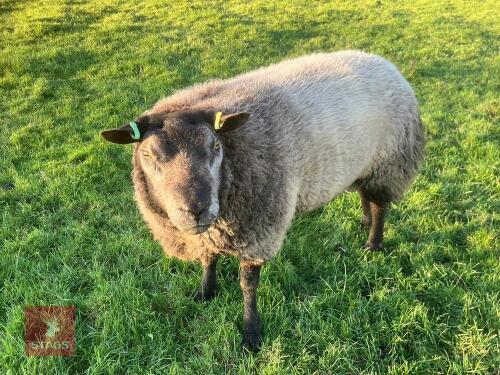 BLUE TEXEL 2T RAM