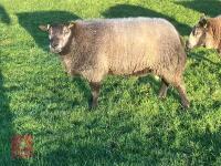 BLUE TEXEL 2T RAM - 2