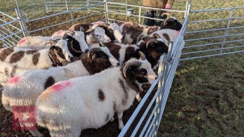 10 JACOB EWES - BIDS PER LIFE