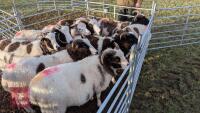 10 JACOB EWES - BIDS PER LIFE