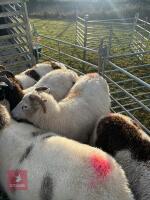 10 JACOB EWES - BIDS PER LIFE - 2