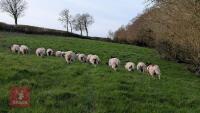 10 JACOB EWES - BIDS PER LIFE - 3