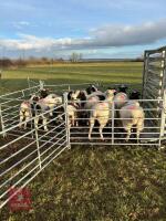 10 JACOB EWES - BIDS PER LIFE - 4