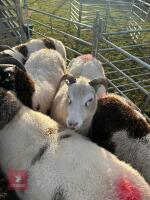 10 JACOB EWES - BIDS PER LIFE - 5