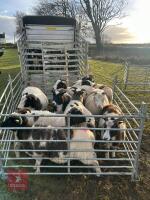 10 JACOB EWES - BIDS PER LIFE - 6
