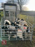 10 JACOB EWES - BIDS PER LIFE - 7